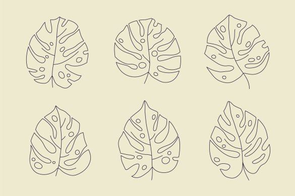 Monstera Thai Constellation
