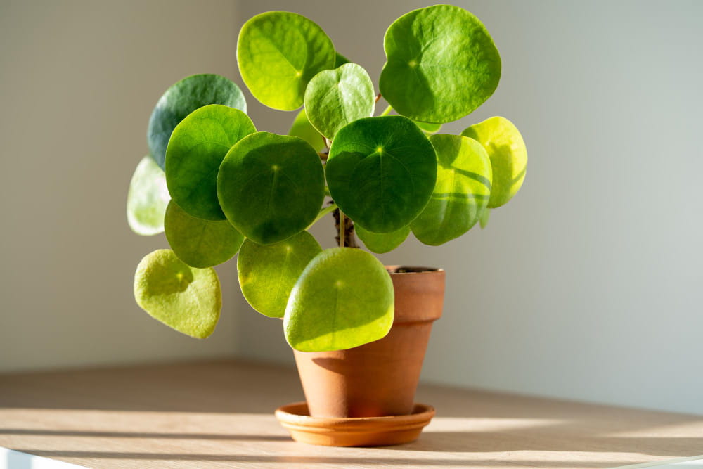 Plante Pilea peperomioides dans un pot en terre cuite baignée par la lumière du soleil pour illustrer le Pilea entretien