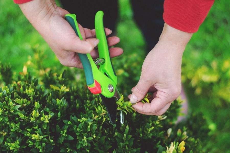 Une personne utilise un sécateur pour tailler un arbuste dans le cadre de la taille des fruitiers.